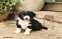 Border Collie dogs for sale: Marco - Image 1