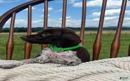 German Shorthaired Pointer dogs for sale: Rowdy - Image 4