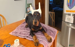 Doberman Pinscher dogs for sale: Storm. Red Collar Female - Image 2