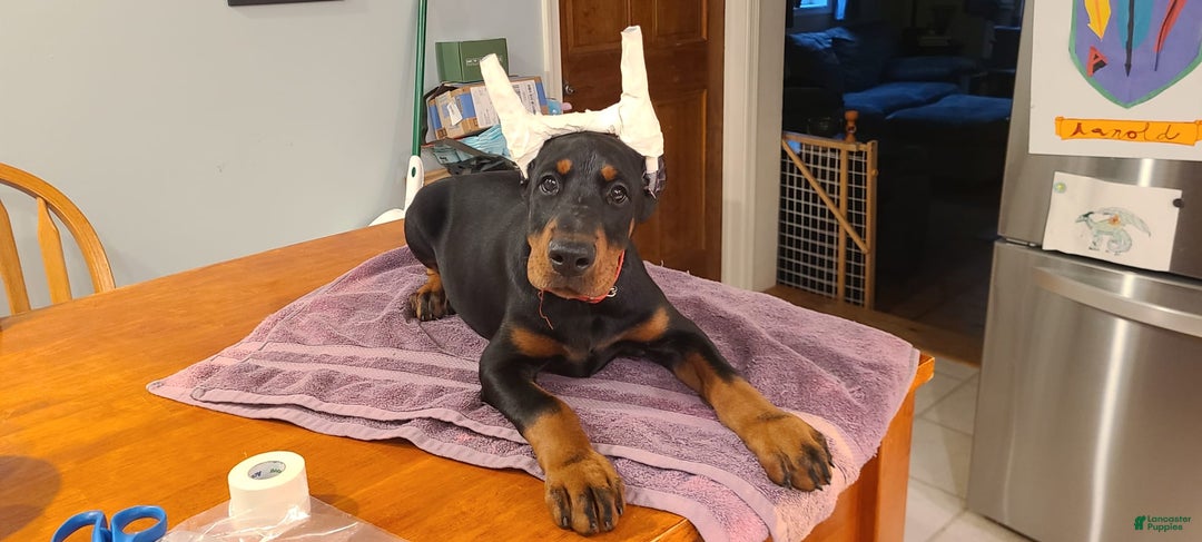 Doberman Pinscher dogs for sale: Storm. Red Collar Female - Image 2