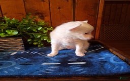 Chinese Crested dogs for sale: Teddy - Image 1