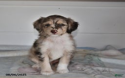 Mini Aussiedoodle dogs for sale: Reggie - Image 2