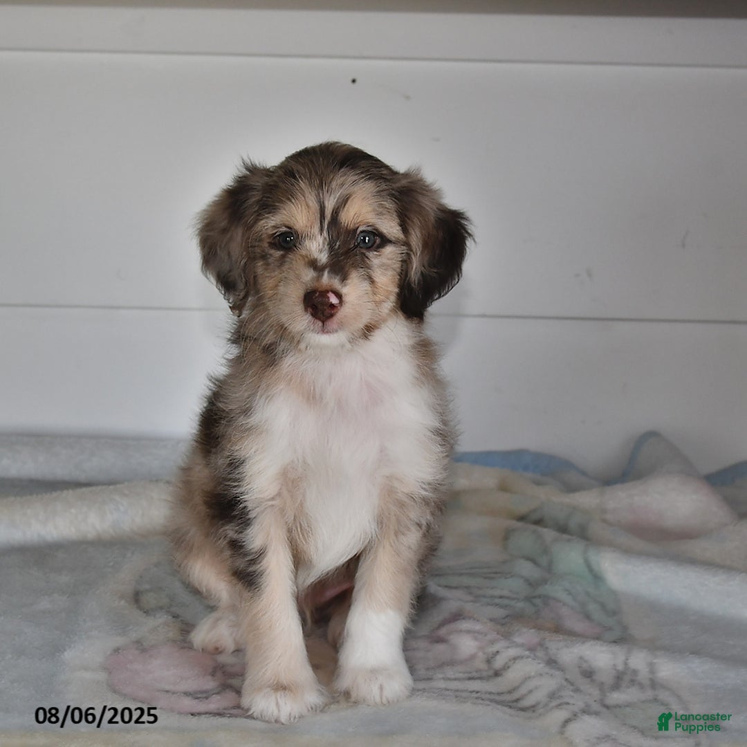 Mini Aussiedoodle dogs for sale: Reggie - Image 2