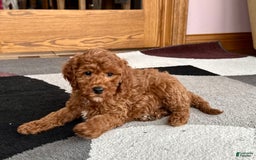 Cavapoo dogs for sale: Justin - Image 9