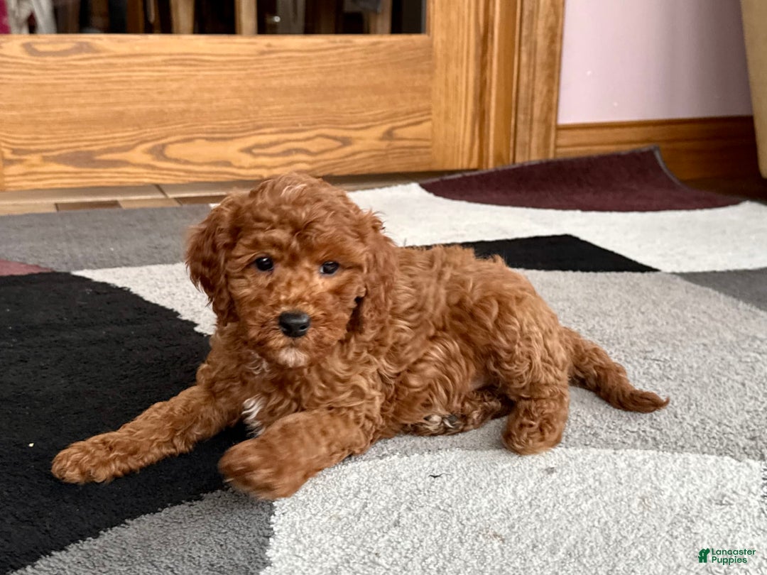 Cavapoo dogs for sale: Justin - Image 9