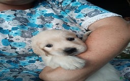Golden Retriever dogs for sale: Pixie - Image 14
