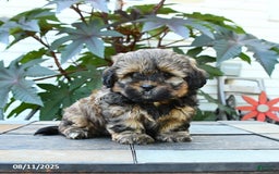 Shihpoo dogs for sale: Fudge - Image 2