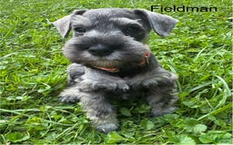 Miniature Schnauzer dogs for sale: Miniature Schnauzer 6 puppies - Image 16
