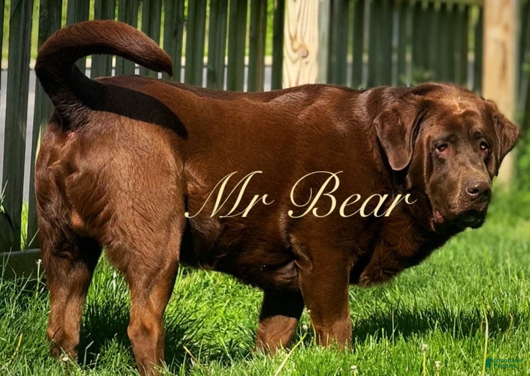 Labrador Retriever dogs for sale: Suger - Image 13
