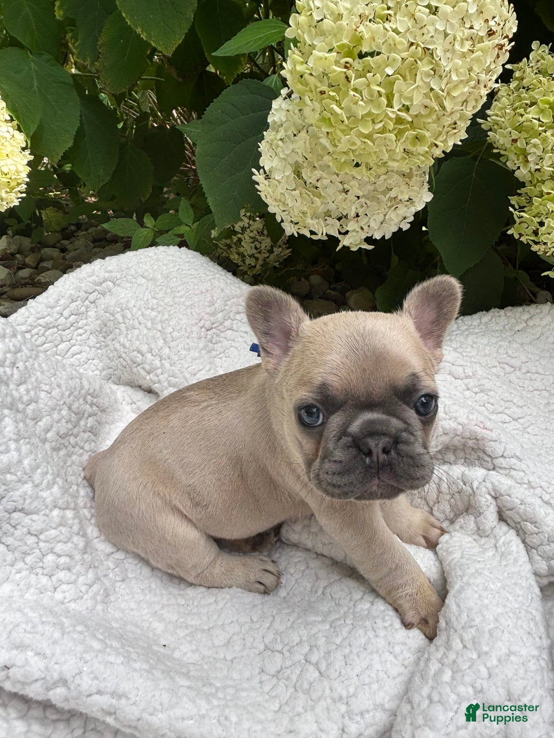 French Bulldog dogs for sale: Linus - Image 1