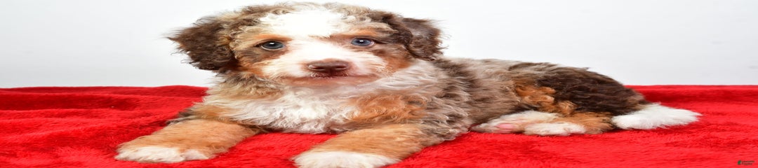 Wanda