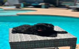 Shih Tzu dogs for sale: Sasha - Image 1
