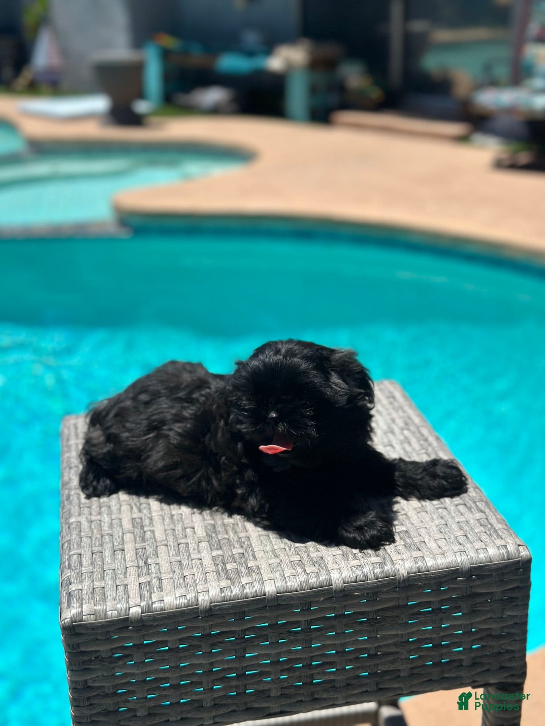 Shih Tzu dogs for sale: Sasha - Image 1