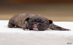 Frenchton dogs for sale: Brooke - Image 1