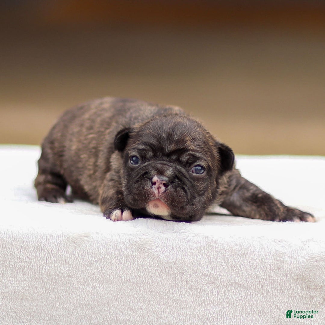 Frenchton dogs for sale: Brooke - Image 1