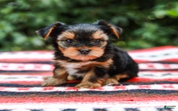 Yorkshire Terrier dogs for sale: Olivia Teacup - Image 12