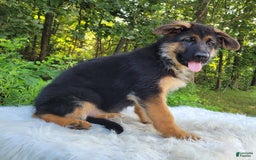 German Shepherd dogs for sale: Uma - Image 3