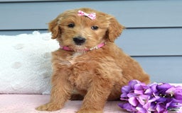 Goldendoodle dogs for sale: Chanel - Image 2