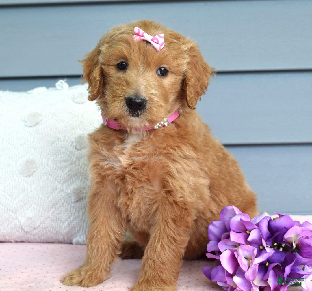 Goldendoodle dogs for sale: Chanel - Image 2