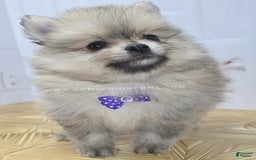 Pomeranian dogs for sale: Love-a-lot Bear - Image 4