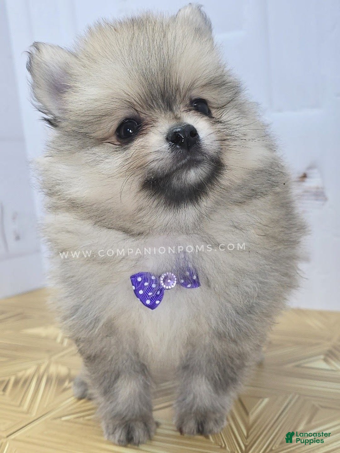 Pomeranian dogs for sale: Love-a-lot Bear - Image 4