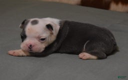 French Bulldog dogs for sale: SKIP BLUE AND WHITE - Image 3