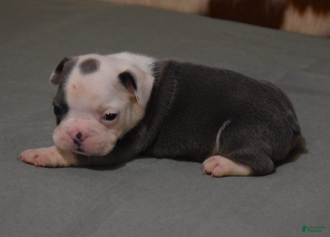 French Bulldog dogs for sale: SKIP BLUE AND WHITE - Image 3