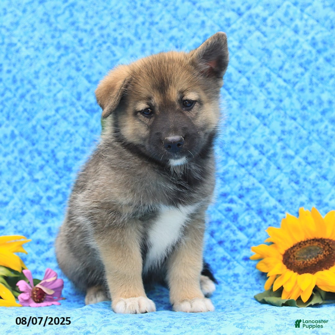 Pomsky dogs for sale: Mae - Image 3