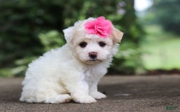 Havanese dogs for sale: Lexi - Image 4