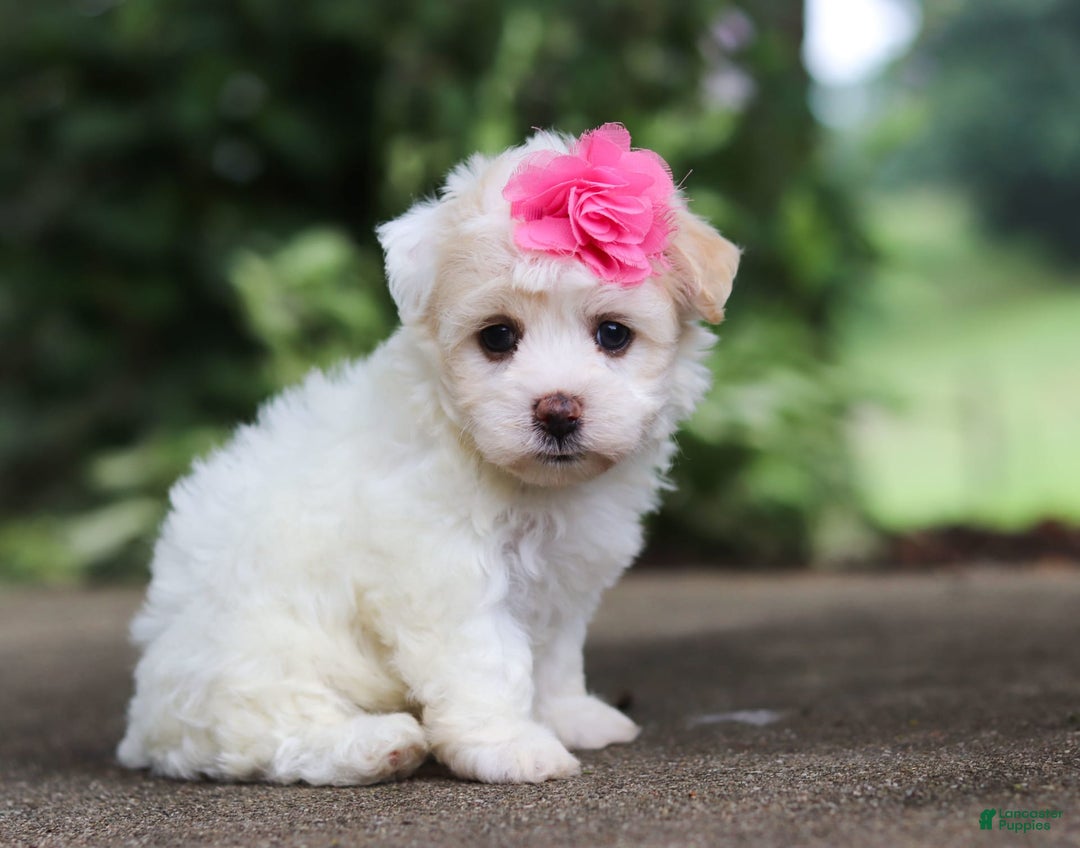 Havanese dogs for sale: Lexi - Image 4