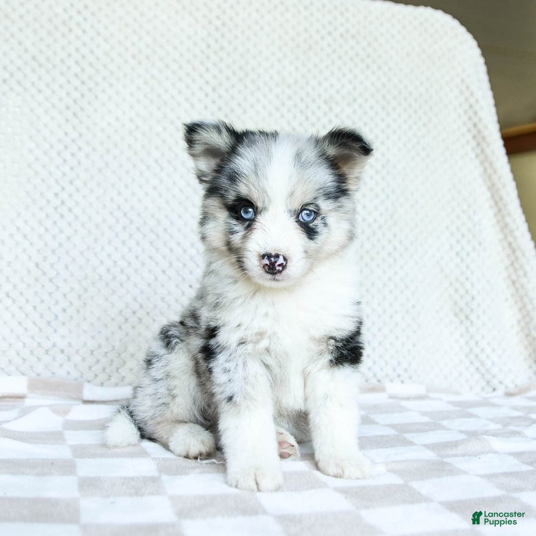 Pomsky dogs for sale: Bindy - Image 2