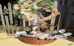 Shetland Sheepdog dogs for sale: Pansy - Image 5