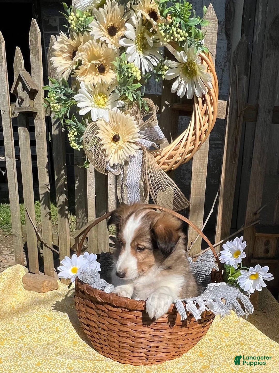 Shetland Sheepdog dogs for sale: Pansy - Image 5