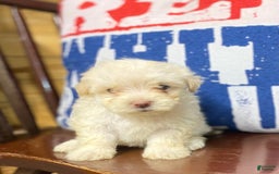 Maltipoo dogs for sale: Micah - Image 12