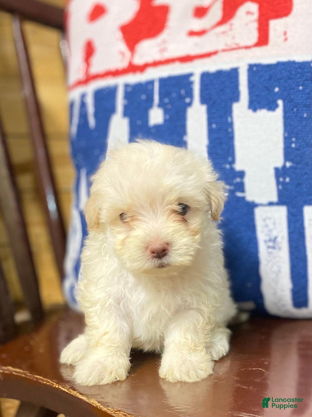 Maltipoo dogs for sale: Micah - Image 12