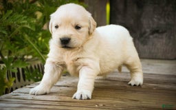 Golden Retriever dogs for sale: Tawny - Image 14