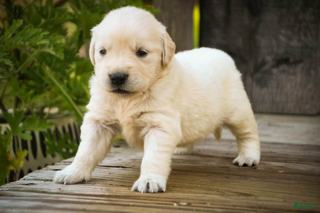 Golden Retriever dogs for sale: Tawny - Image 14