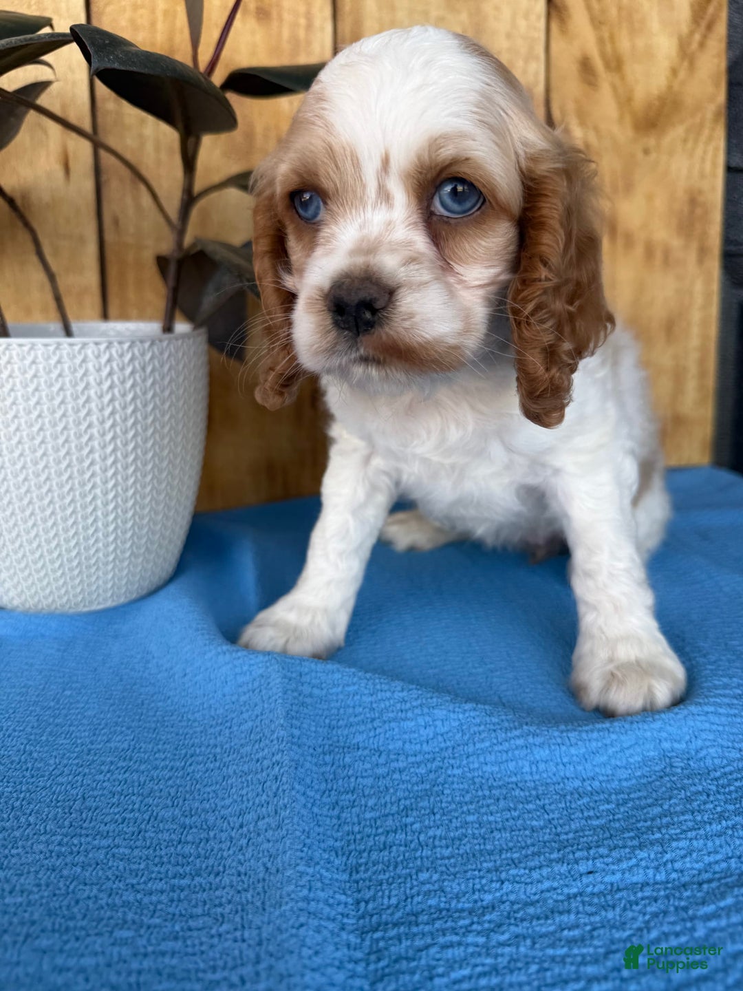 Cocker Spaniel dogs for sale: Twila - Image 9