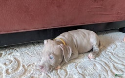 American Bully dogs for sale: Yellow Boy - Image 8