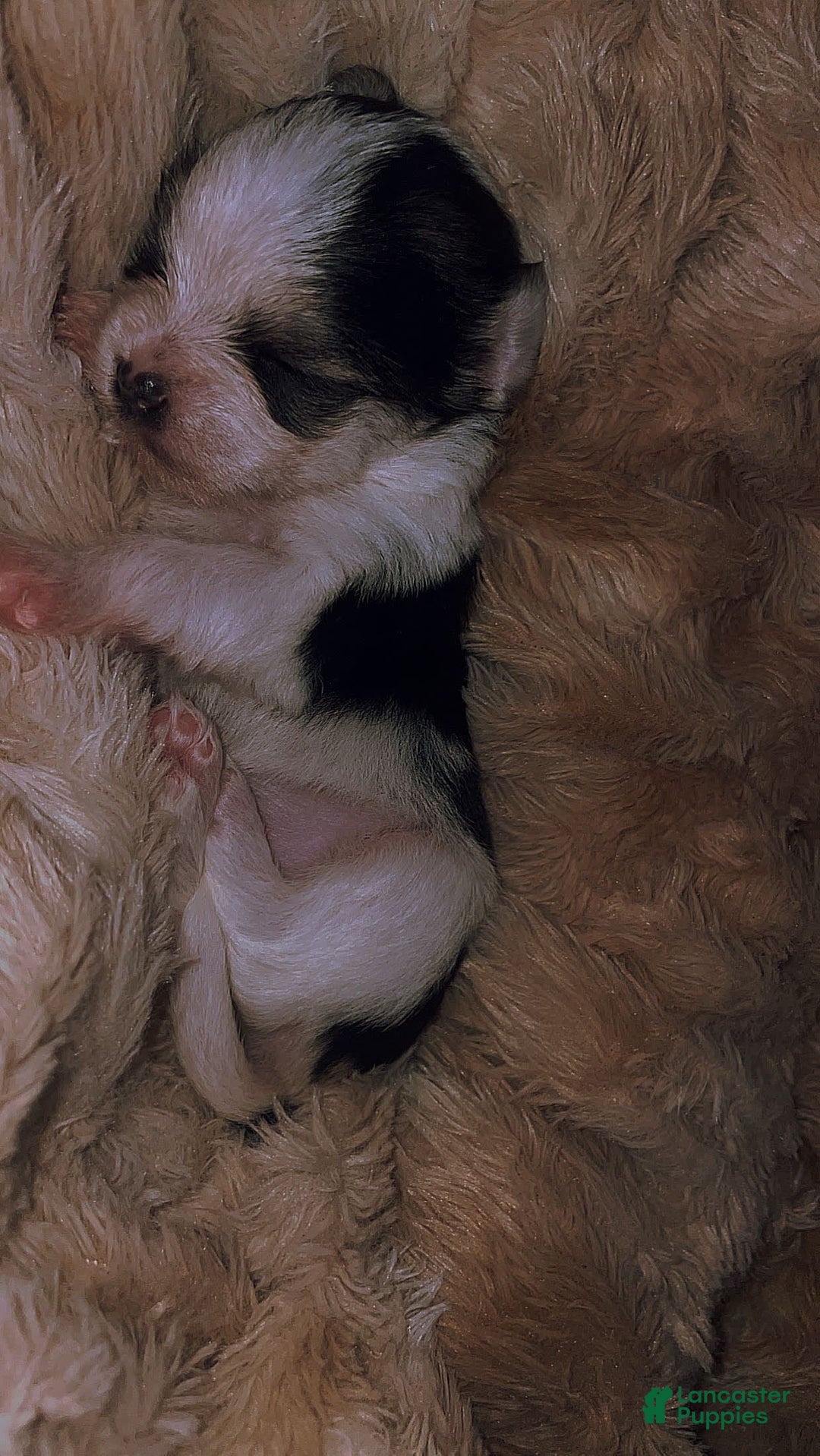 Morkie dogs for sale: Lady - Image 1