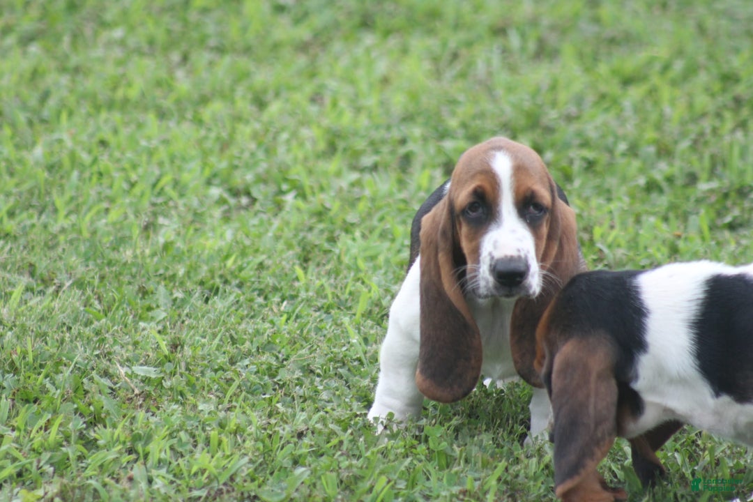 Basset Hound dogs for sale: Deb - Image 14