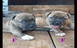 American Pit Bull Terrier dogs for sale: Lexi - Image 2