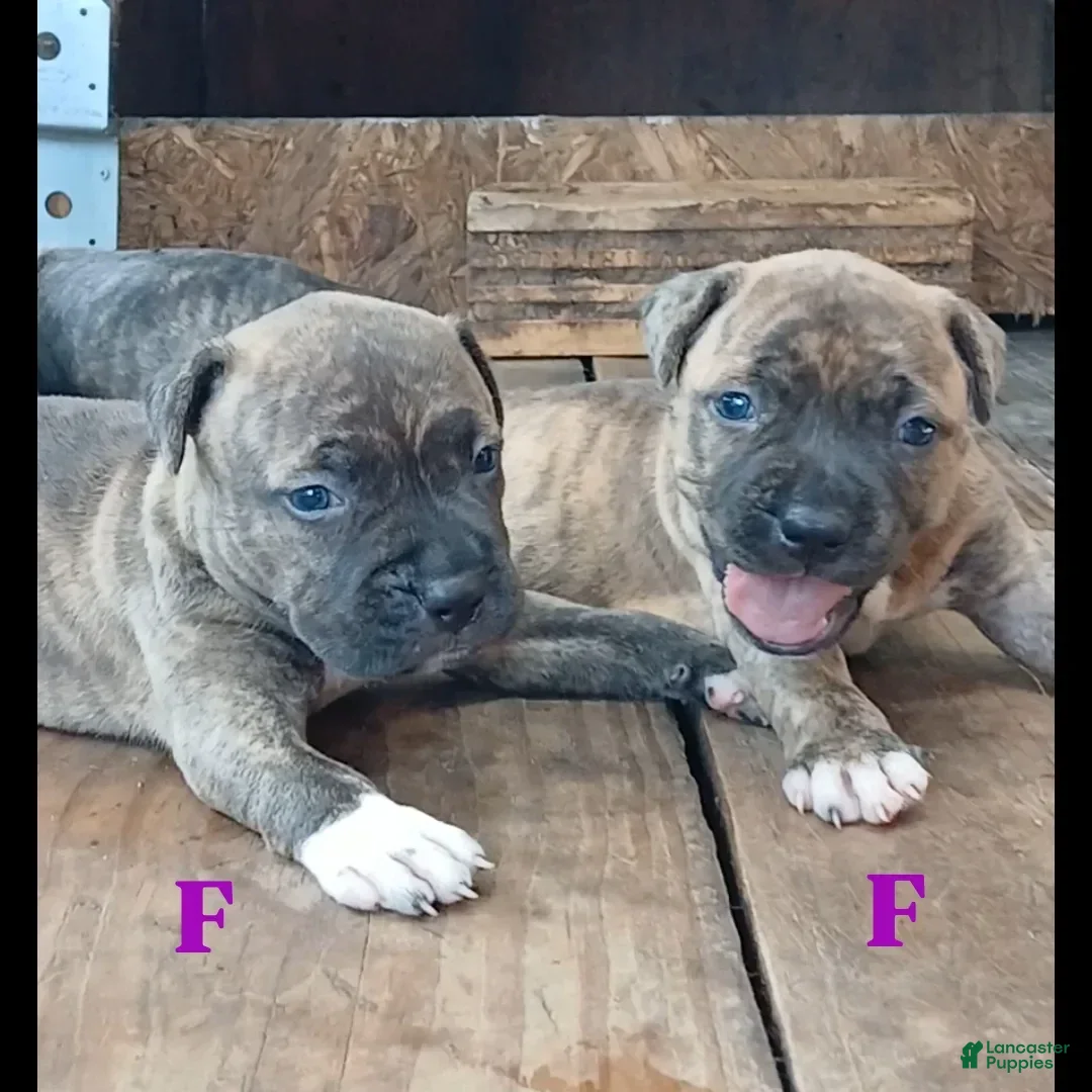 American Pit Bull Terrier dogs for sale: Lexi - Image 2