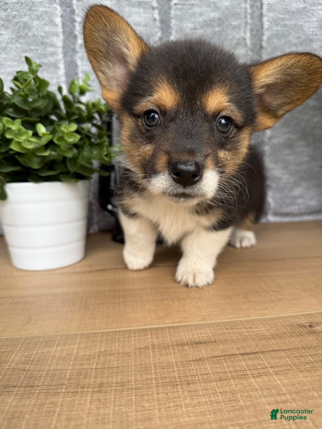 Welsh Corgi Pembroke dogs for sale: Chester - Image 3