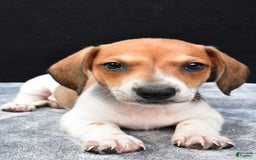 Miniature Dachshund dogs for sale: Jip - Image 3
