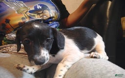 Jack Russell Terrier dogs for sale: Girl Black And White - Image 8