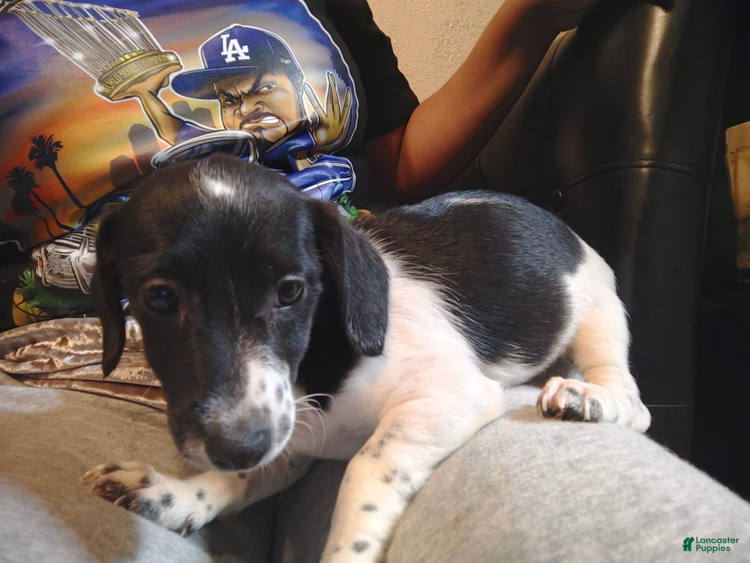 Jack Russell Terrier dogs for sale: Girl Black And White - Image 8