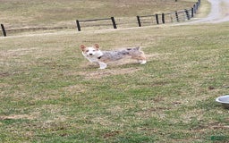 Welsh Corgi Pembroke dogs for sale: Lucky - Image 20