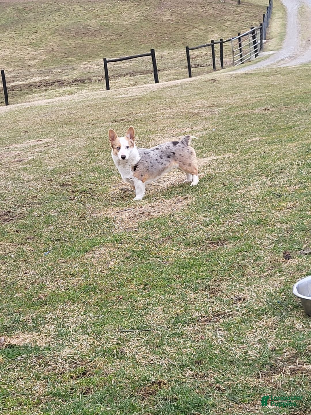 Welsh Corgi Pembroke dogs for sale: Lucky - Image 20