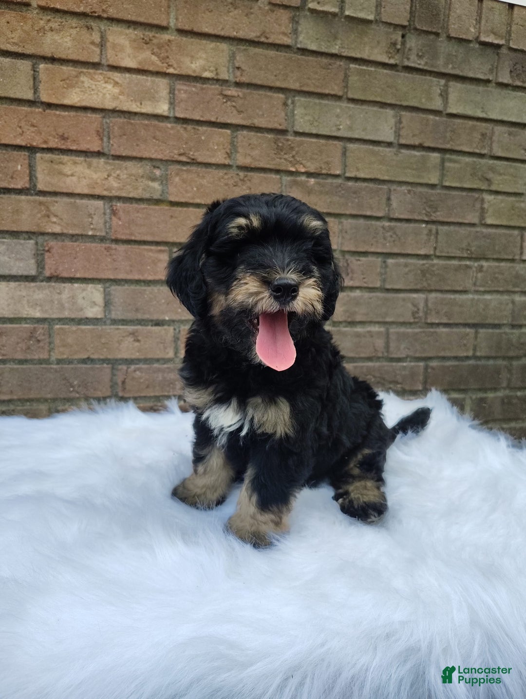 Mini Bernedoodle dogs for sale: Bentley - Image 8